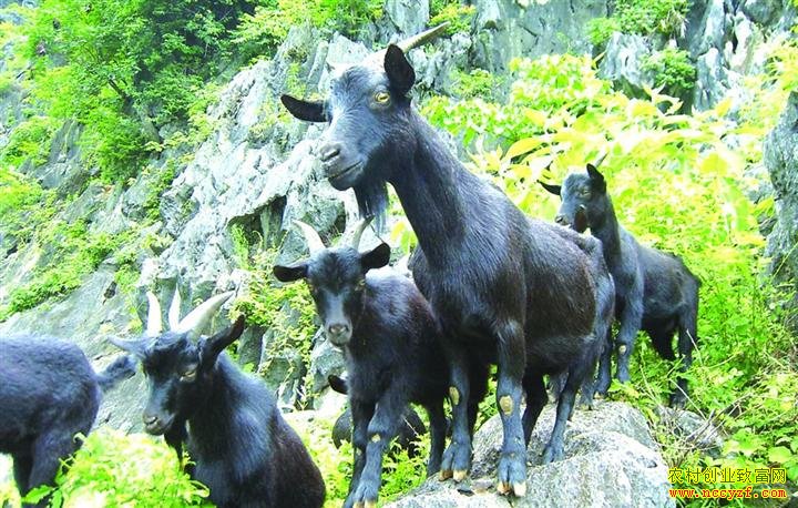 湖南常德农村女强人唐佳艳养殖黑山羊助农致富
