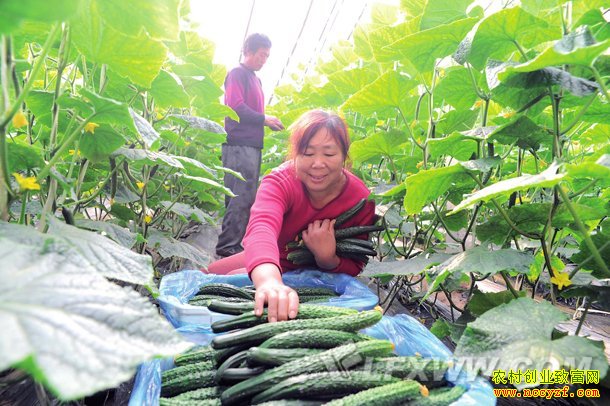 反季节蔬菜赚钱攻略