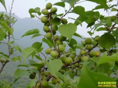 <b>�½�����ⶼ˹��ֲҰɽ�ӳɾ��¸�·</b>