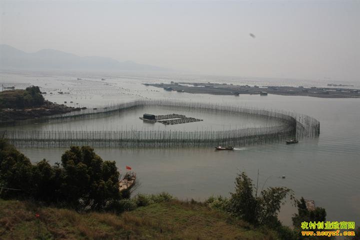 浙江台州茅兆正大围栏养大黄鱼