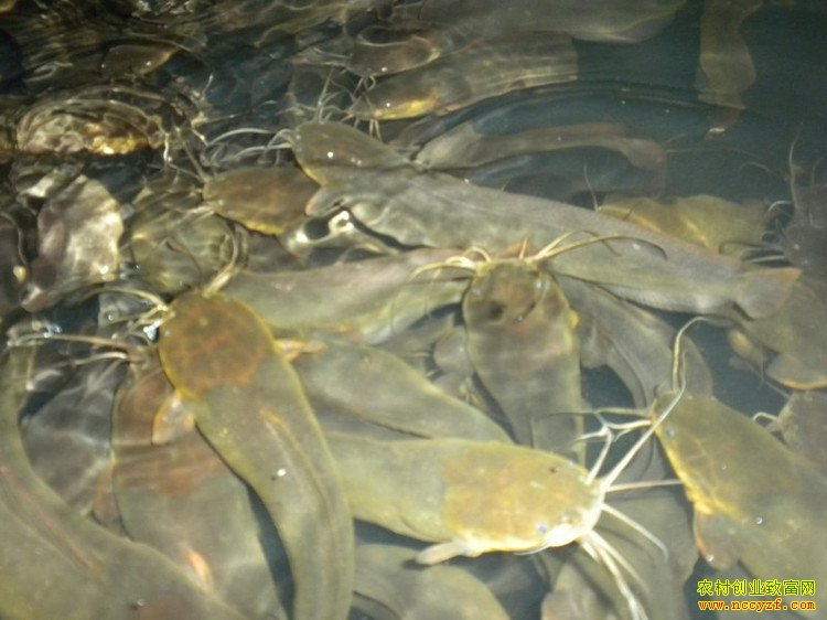 革胡子鲶鱼图片