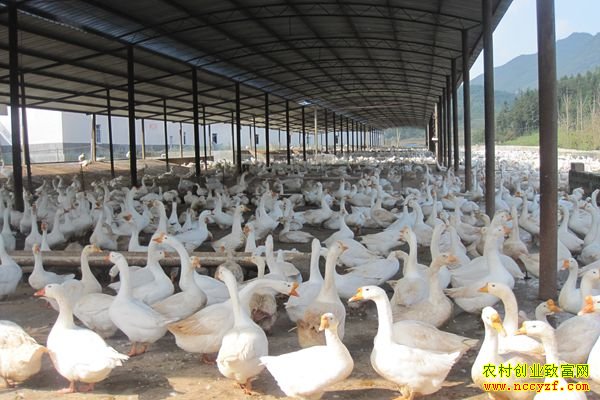 动物饲养场、养殖小区选址有哪些规定