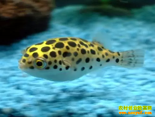橘黄河豚图片