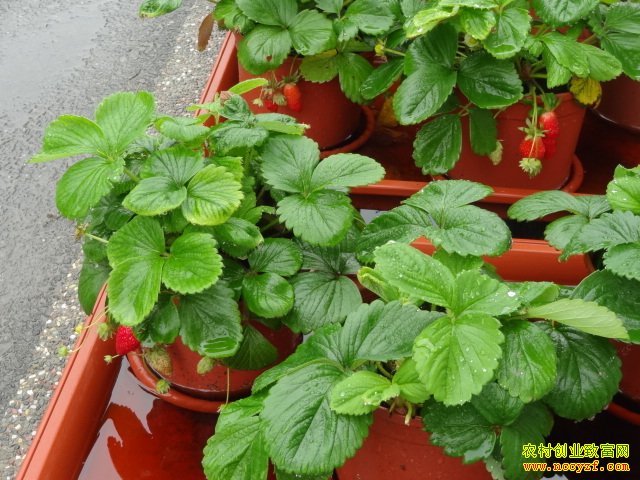 阳台种植草莓