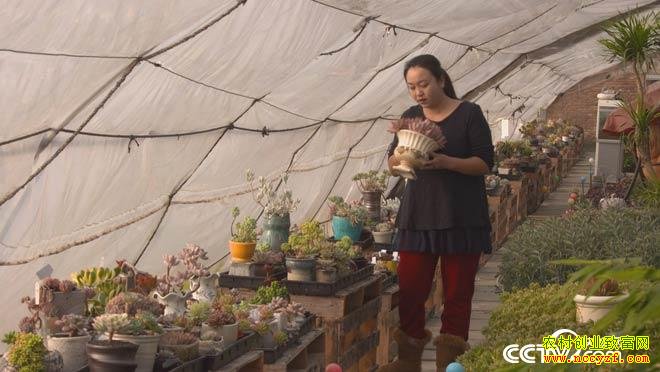 多肉植物市场火爆,如何投资多肉才能赚钱