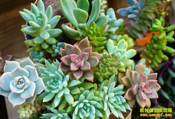 多肉植物市场火爆,如何投资“多肉”才能赚钱?