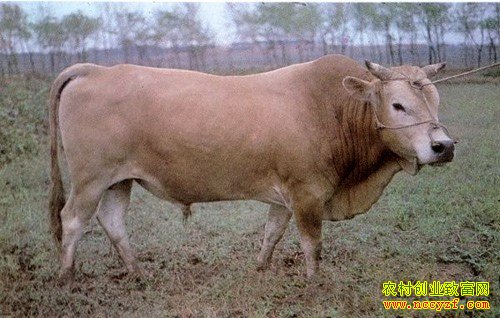 枣北黄牛