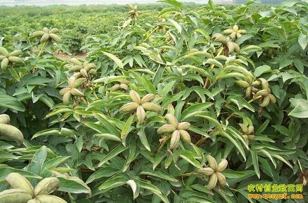 重庆綦江田如碧种植油用牡丹亩收入达8000元