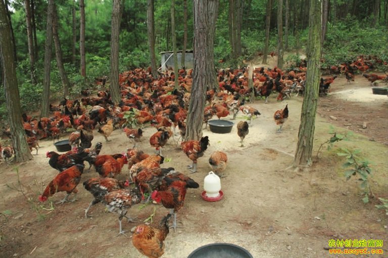 散养土鸡的成本与利润详细分析