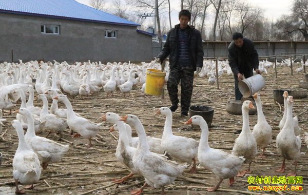 养鹅的利润和成本分析