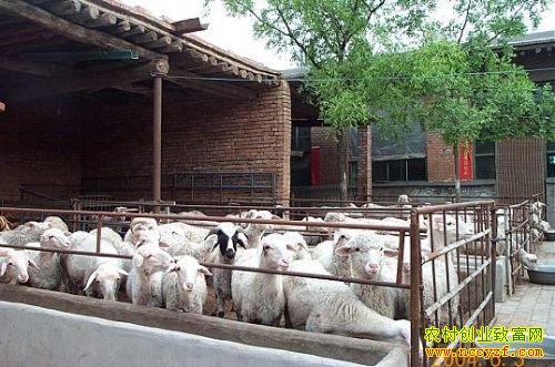 河南商丘程年军：选准养羊路发家又致富