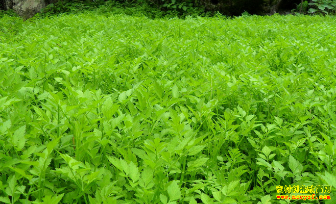 2016年野菜种植前景:野菜走俏 种植野菜好赚钱
