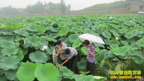 藕田套养龙虾让农户每亩多收入8000元