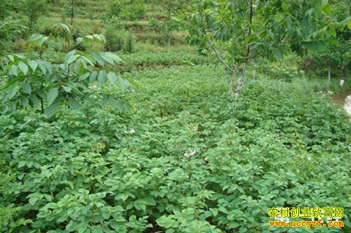 山东汶上温旭龙核桃林下套种牡丹每亩增收4000元
