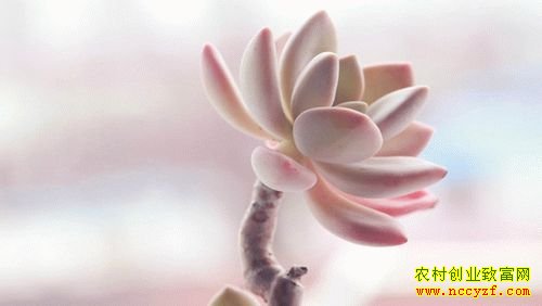 种植多肉植物赚钱吗:多肉投资热还能火多久