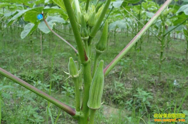 怎样种植黄秋葵