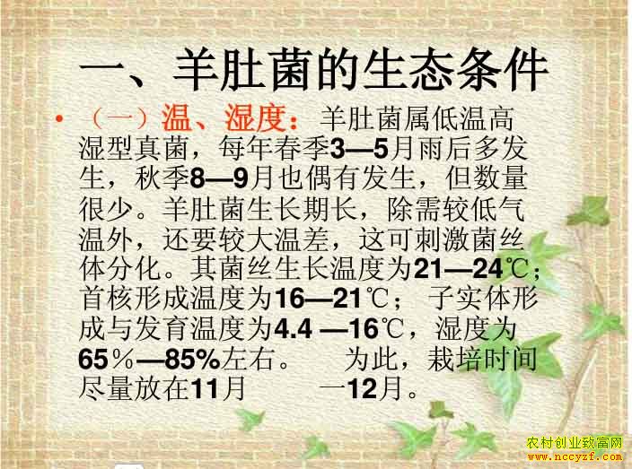 羊肚菌生长条件与生物学环境
