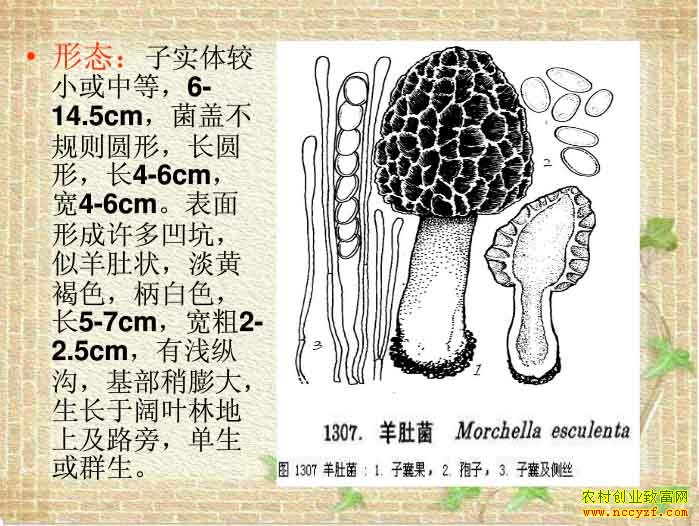 怎样种植羊肚菌:图解羊肚菌种植技术