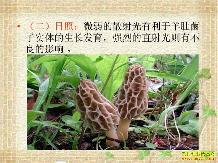 羊肚菌光线