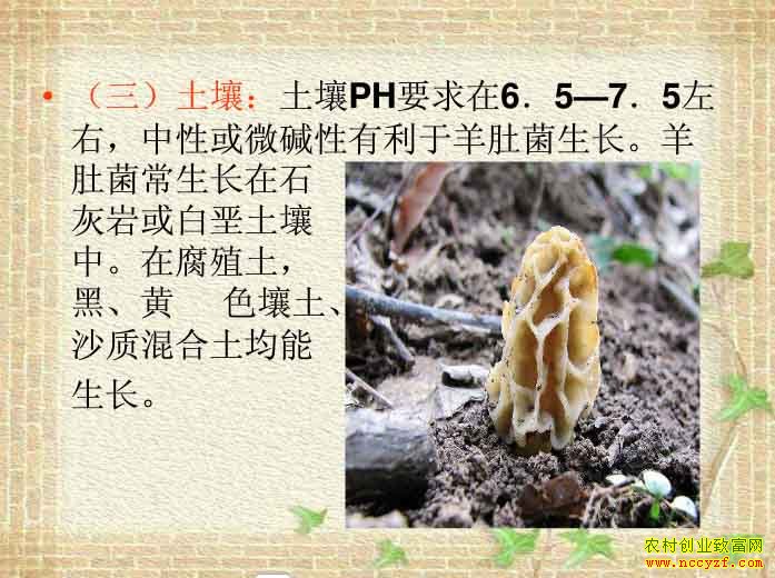 羊肚菌多生长在阔叶林或针阔混交林的腐殖质层上