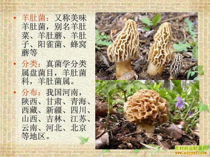 怎样种植羊肚菌:图解羊肚菌种植技术