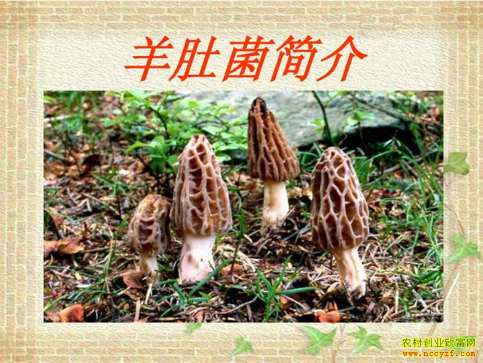 怎样种植羊肚菌:图解羊肚菌种植技术