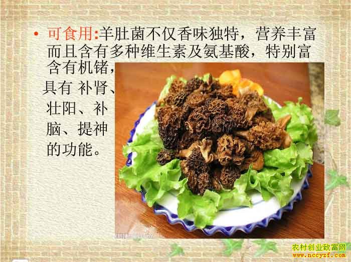 怎样种植羊肚菌:图解羊肚菌种植技术