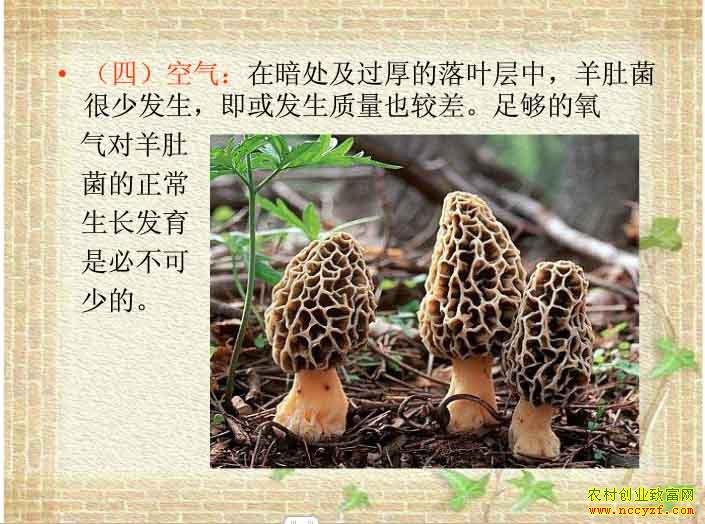 羊肚菌属好气型真菌
