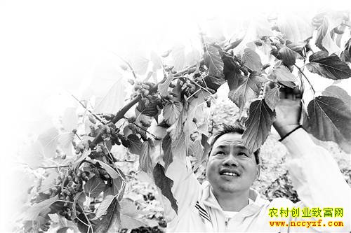 重庆铜梁果桑树养蚕亩收入两万五