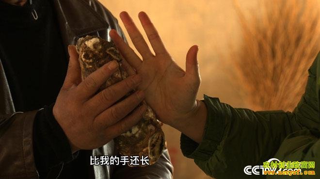 致富经：海上迷宫里捞金的人