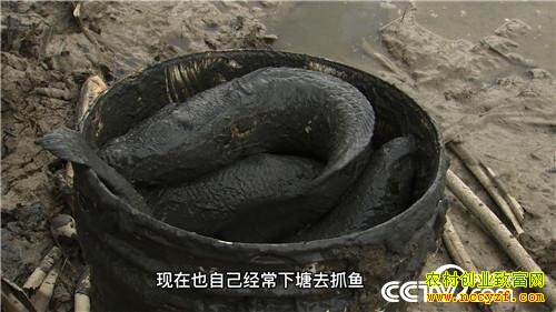 致富经:黑泥塘 满眼是金