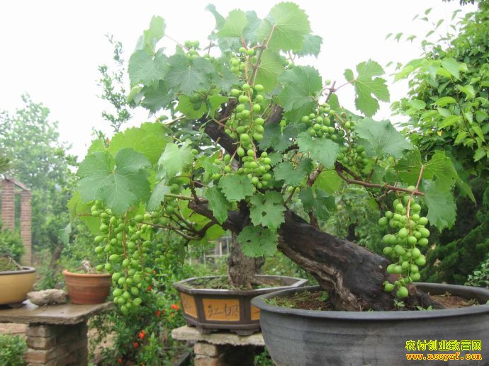 安徽太和魏坤种植盆景葡萄效益翻番成农村致富好项目