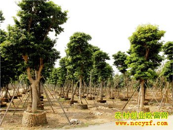 部分苗木价格小幅上涨 苗市的春天真的来了么?