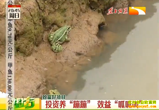 艾北平投资养殖青蛙效益“呱呱叫”