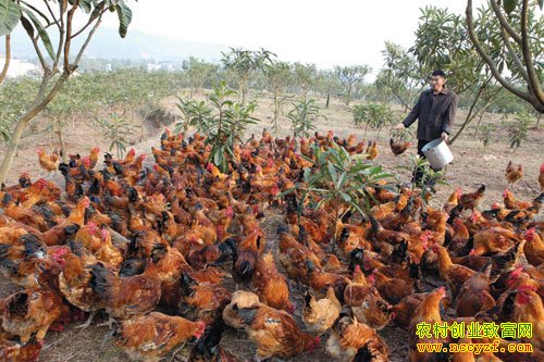 枇杷树下养土鸡,促民增收致富的好门路