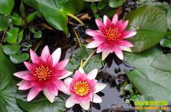 鸡头米种植效益高一亩收入8000元