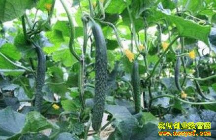 种植反季节蔬菜效益高找准市场是关键