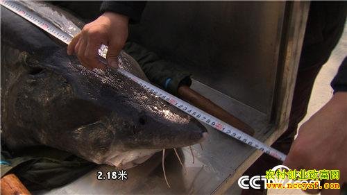 致富经:破开怪鱼肚 掏出“黑黄金”