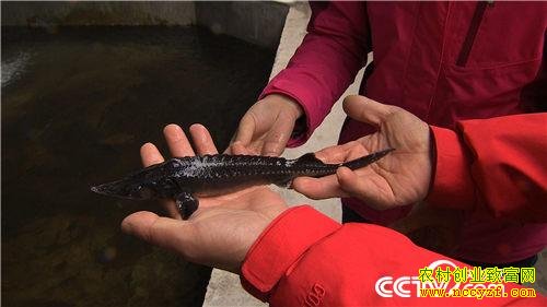 致富经:破开怪鱼肚 掏出“黑黄金”