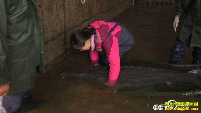 [致富经]湖北长阳县田开红破开怪鱼肚 掏出“黑黄金”