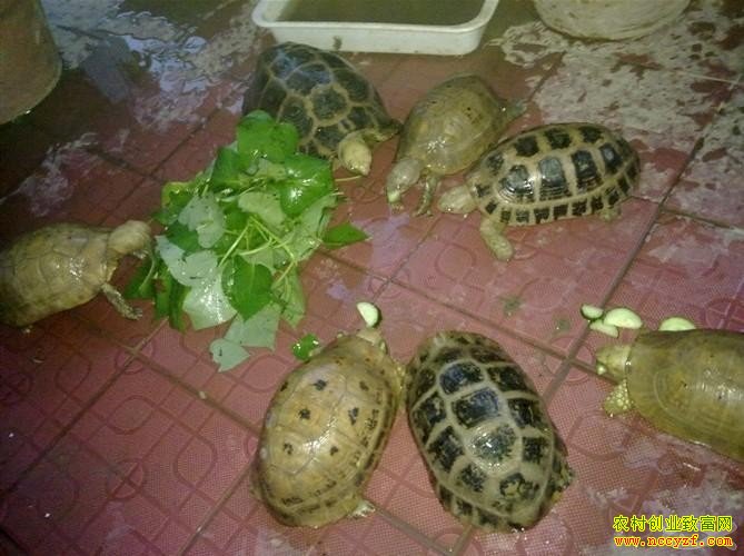 果园养龟效益高成农村致富好项目