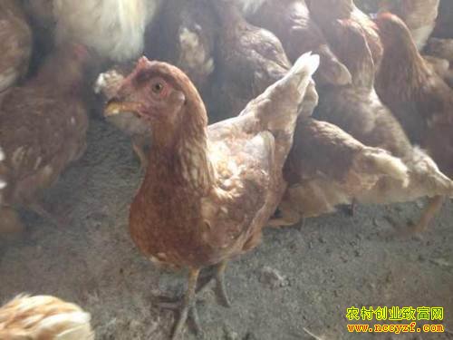 产蛋鸡学人走路咋回事