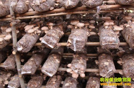 安徽阜阳王超良废弃秸秆种蘑菇亩纯利润8000元
