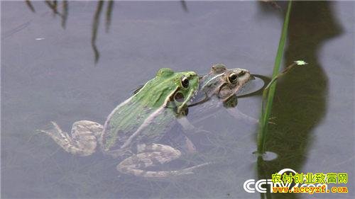 致富经:呱呱叫的财富