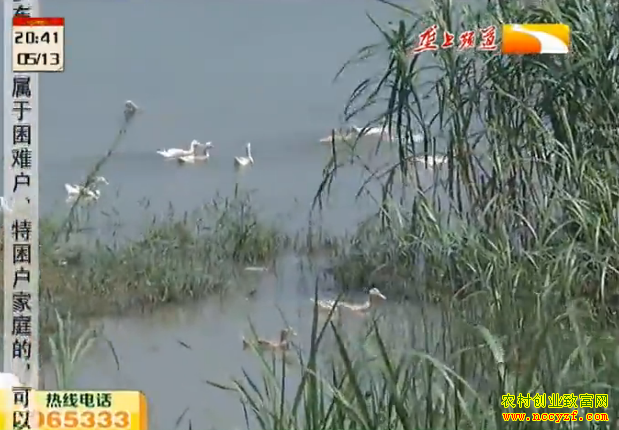 鸭蛋价格行情:沙湖鸭蛋品质好价格高 养殖效益高
