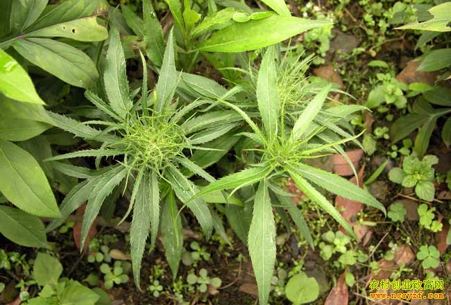 怎样中药材赚钱:种药材赚钱懂诀窍“种”特色