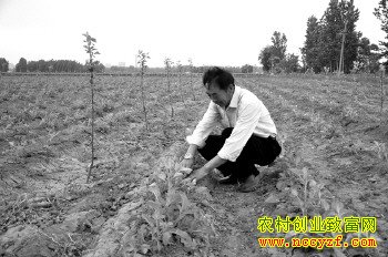 王光忠正在查看丹参生长情况