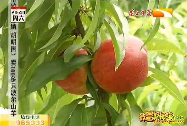 种植致富好榜样:大棚种桃 亩赚三万五