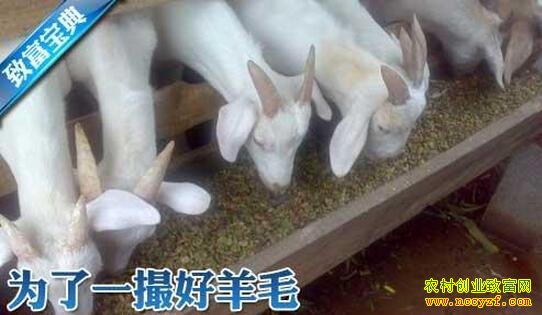 海门山羊赚钱的羊毛让养殖户趋之若鹜