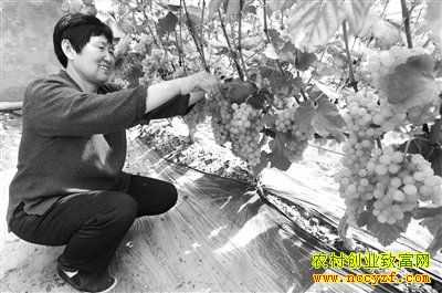 河北大城错季早熟葡萄助农民致富